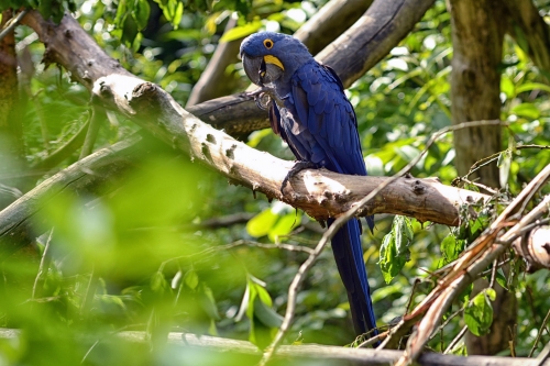 zoo 2015 01