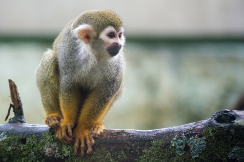 zoo 2017 02