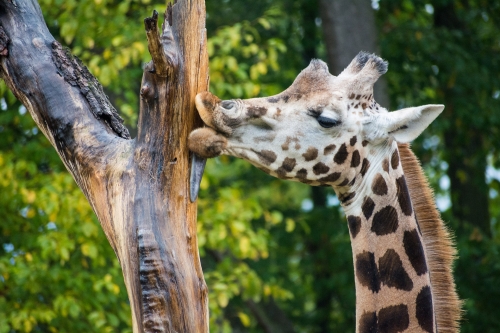 zoo 2017 04