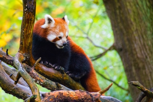 zoo 2017 06